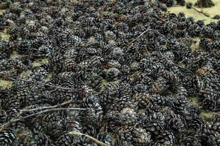 a pile of pine cones on the sandy soil of a coniferous forestの写真素材