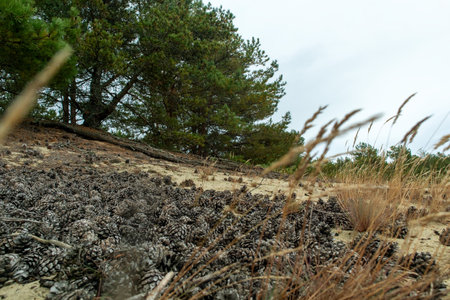 Forest floor covered with pine cones and grass in a serene natural environment