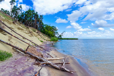 Serene bayside view with sandy shore and leaning pine trees on a sunny day in the national park Curonian Spitの写真素材