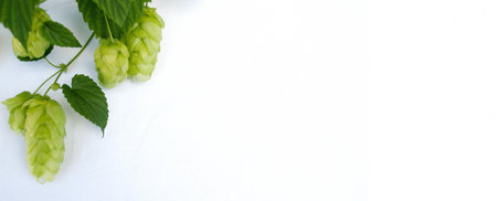 Fresh hop cones with green leaves displayed on a clean white surfaceの写真素材