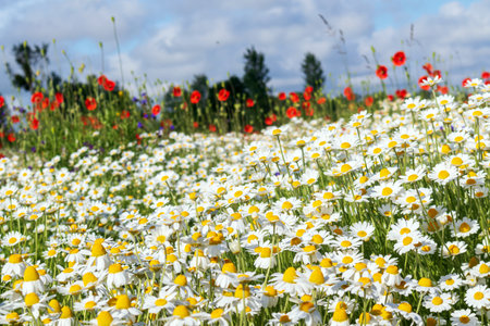Vibrant field of widflowers chamomiles and poppies under a bright blue sky in the countrysideの写真素材