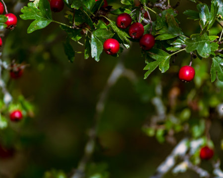 Red berries hang from a hawthorn tree branch in a sunlit forest during autumnの写真素材