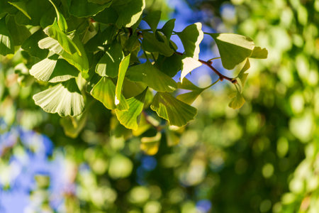 golden leaves on a gingko tree in autumnの写真素材