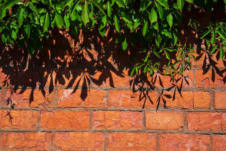 Green leaves cast shadows on a rustic brick wall. The warm orange tones of the brick contrast with...