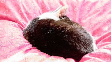 A sleeping kitty on a pillowの写真素材
