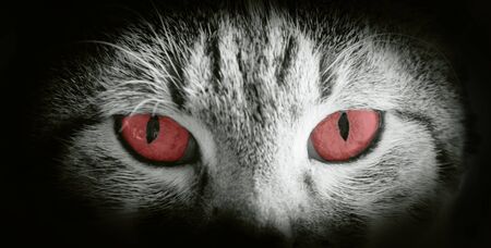 Cat's lookの写真素材