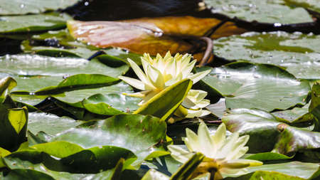 Flowers blooming in the City Park.の写真素材