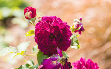 Beautiful flowers blooming in Polish gardens.の写真素材