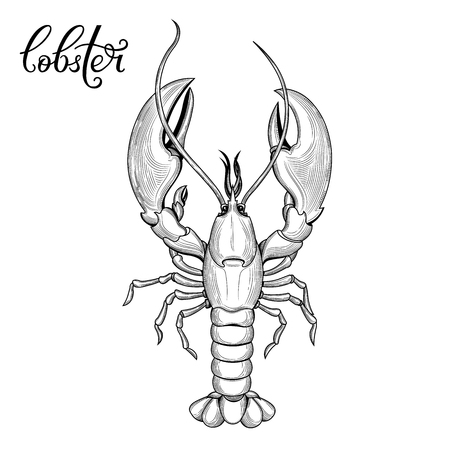 Lobster. Seafood. Vector illustration. Isolated image on white background. Vintage style.のイラスト素材