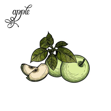 Apple. Vector illustration. Botanical illustration.The isolated image on a white background. Vintage style.のイラスト素材