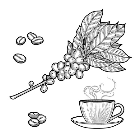 Coffee branch. Plant with leaves, berries. Natural caffeine drink. Cinnamon sticks, anise. Illustration. Isolated on white background.のイラスト素材