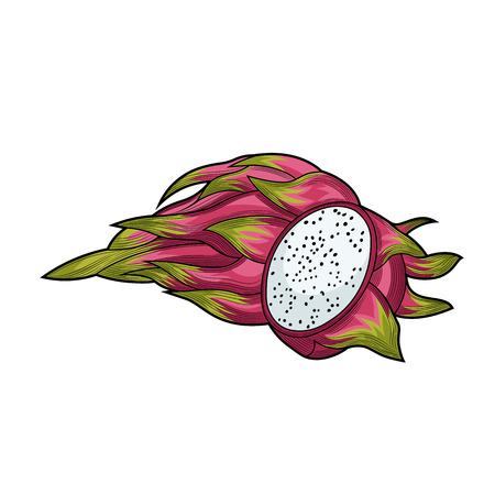 Dragon fruit. Half an dragon fruit. Fruit crop. Exotic fruit. Illustration. Isolated on white background.のイラスト素材