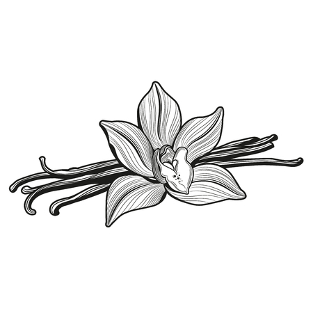 Vanilla flower and vanilla pods and vanilla flower. Vector illustration. The isolated image on a white background. Vintage style.のイラスト素材