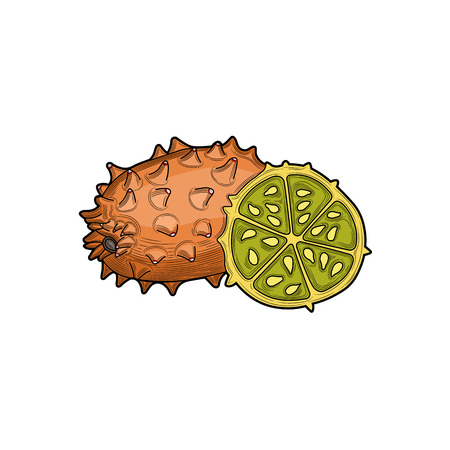 Kiwano Fruits. Half a Kiwano Fruits. Fruit crop. Tropical fruit. Illustration. Isolated on white background.のイラスト素材