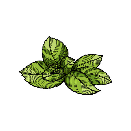 Spice. Fresh mint leaf. Vector illustration. The isolated image on a white background. Vintage style.のイラスト素材