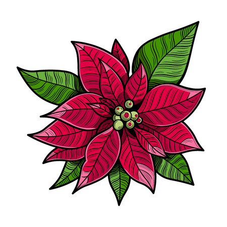 The poinsettia red flowers, The Flower of the Christmas, close up. Vector illustration. The isolated image on a white background.のイラスト素材