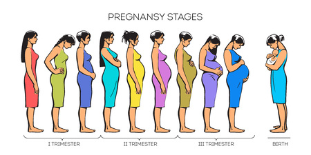 Stages of pregnancy.のイラスト素材