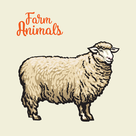 White sheep isolated, vector sketch drawn by hand on a light background sheep, farm animals, cloven-hoofed livestock, sheep, sheep icon with thick furのイラスト素材