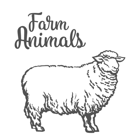White sheep isolated, vector sketch drawn by hand on a light background sheep, farm animals, cloven-hoofed livestock, sheep, sheep icon with thick furのイラスト素材