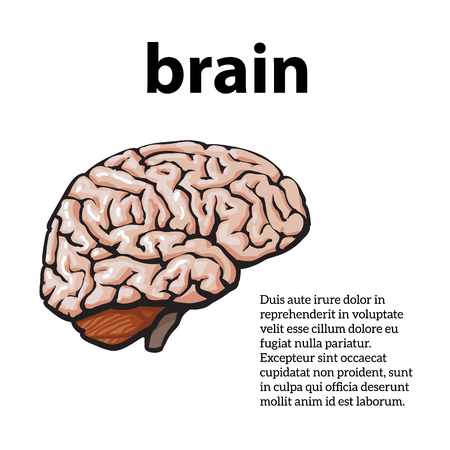 Human brain, vector illustration sketch of a brain isolated on a white background, color close-up of a human brain, anatomy human body Imageのイラスト素材