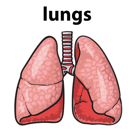 Sketch the lungs, vector sketch hand-drawn illustration isolated on white background, realistic sketch human red beautiful healthy lungs, the lungs of a healthy person chitsyeのイラスト素材