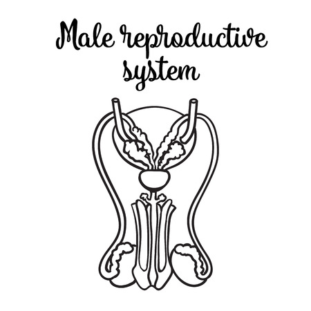 Male reproductive system, vector sketch hand-drawn illustration isolated on white background, isolated detailed color image of the male reproductive system, male healthのイラスト素材