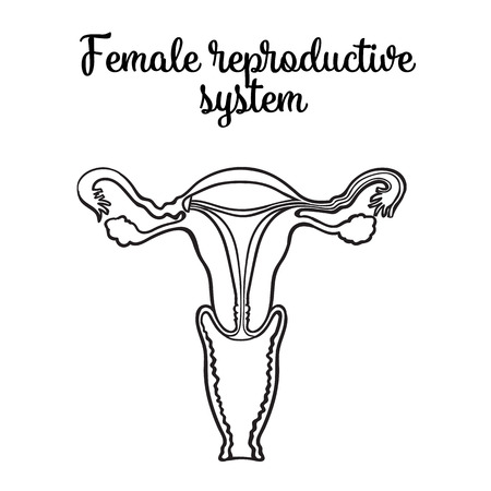 Vector Of Female Reproductive System ID 1 60757546 Royalty Free Vector Of Female Reproductive System ID 1 60757546 Royalty Free
