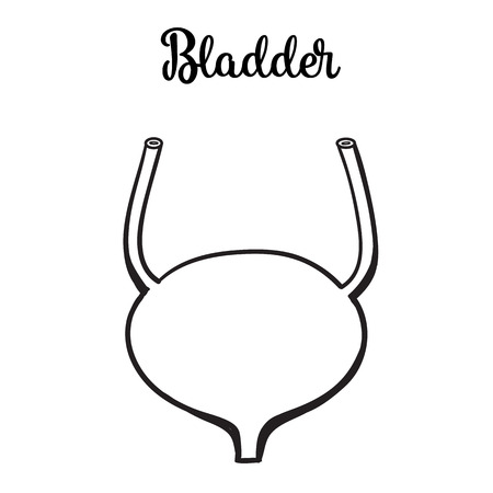 detailed image of human bladder, vector sketch hand-drawn illustration isolated on white background, human bladder, human internal organs, health and biology bladderのイラスト素材