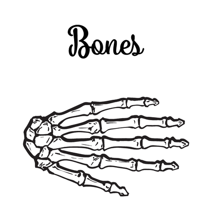 bones of the human hand brushes, vector illustration sketch drawn by hand, isolated on white backgroundのイラスト素材