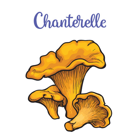 Set of chanterelle edible mushrooms sketch style vector illustration isolated on white background. Collection of edible mushrooms chanterelleのイラスト素材