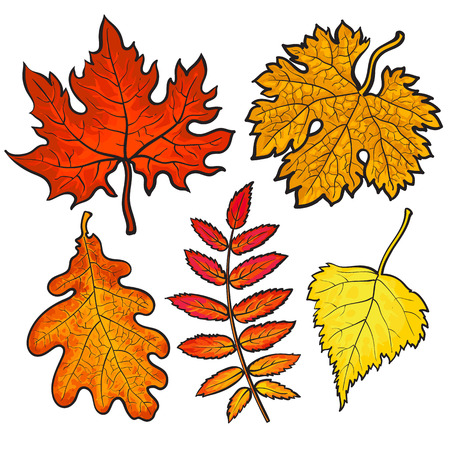 Set of autumn leaves, sketch style vector illustration isolated on white background. Red, yellow and orange maple, aspen, oak and rowan leaves in the fall season.のイラスト素材