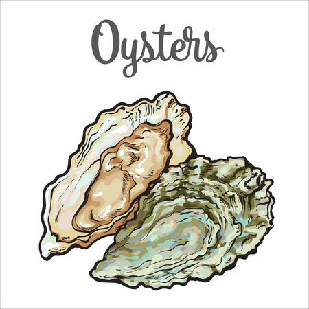 Fresh oyster, sketch style vector illustration isolated on white background. Drawing of oysters as luxury seafood delicacy. Edible underwater creature, healthy organic seafood or shellfish foodのイラスト素材