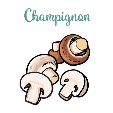 Set of champignon edible mushrooms sketch style vector illustration isolated on white background. Collection of edible mushrooms - button mushroomのイラスト素材