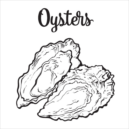 Fresh oyster, sketch style vector illustration isolated on white background. Drawing of oysters as luxury seafood delicacy. Edible underwater creature, healthy organic seafood or shellfish foodのイラスト素材