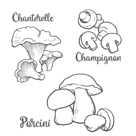 Set of chanterelle, champignon, porcini edible mushrooms sketch style vector illustration isolated on white background. Collection of edible mushrooms - button mushroom, chanterelle and porchiniのイラスト素材