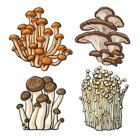 Set of shimeji, oyster, enokitake and king trumpet edible mushrooms sketch style vector illustration isolated on white background. Collection of mushrooms - shimeji, oyster, enokitake, king trumpetのイラスト素材