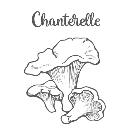 Set of chanterelle edible mushrooms sketch style vector illustration isolated on white background. Collection of edible mushrooms chanterelleのイラスト素材