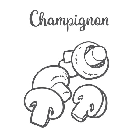 Set of champignon edible mushrooms sketch style vector illustration isolated on white background. Collection of edible mushrooms - button mushroomのイラスト素材