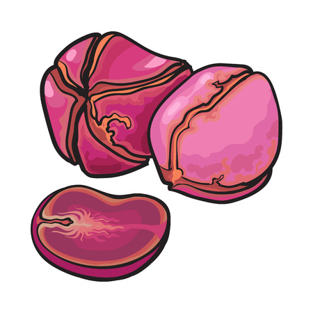 Whole and cut kola nuts, vector illustration isolated on white background. Drawing of kola nut, natural stimulant, coke ingredient, botanic illustationのイラスト素材