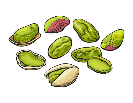 Whole and peeled pistachio nuts, vector illustration isolated on white background. Drawing of fresh and green pistachios on white background, delicious healthy vegan snackのイラスト素材