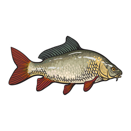 Hand drawn golden carp, sketch style vector illustration isolated on white background. Colorful realistic drawing of a golden carp, edible freshwater fishのイラスト素材