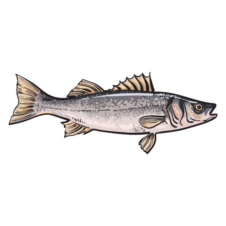 Hand drawn seabass, sketch style vector illustration isolated on white background. Colorful realistic drawing of a seabass, edible marine fishのイラスト素材