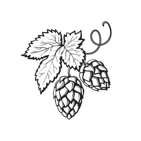 Green hop plant, sketch style vector illustration isolated on white background. Realistic hand drawn ripe hop cones, beer brewing ingredientのイラスト素材