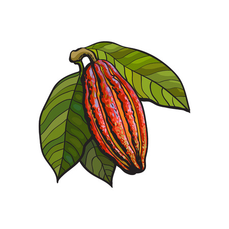 ripe cacao fruit hanging on a branch, sketch style illustration isolated on white background. Colorful illustration of cacao fruit with leaves hanging on a treeのイラスト素材