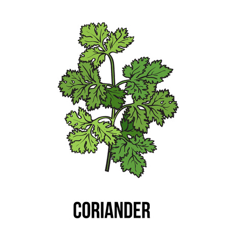 Coriander herb, cilantro, Chinese parsley leaves, sketch style vector illustration isolated on white background. Realistic hand drawing of coriander, cilantro branch, popular spice and seasoningのイラスト素材