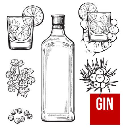 Gin bottle, shot glass with ice and lime, juniper berries, parsley, cardamom, sketch vector illustration isolated on white background. hand drawn gin bottle, shot glass and cocktail ingredientsのイラスト素材