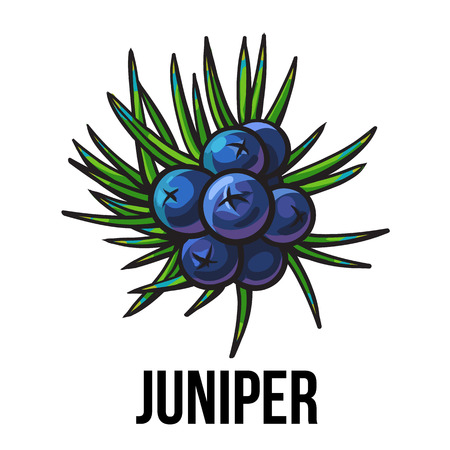 Juniper berries, sketch style vector illustration isolated on white background. Realistic hand drawing of juniper berries, evergreen plant used for making gin, spicing and seasoningのイラスト素材
