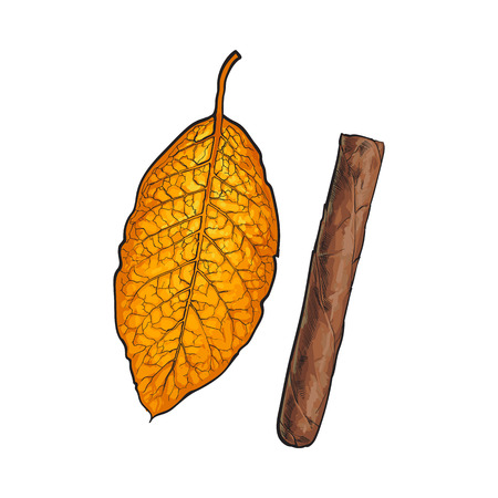 Unlabelled unlit brown Caribbean, Cuban cigar, sketch vector illustration isolated on white background. Whole, new hand drawn cigar, ready to smoke, tobacco productのイラスト素材