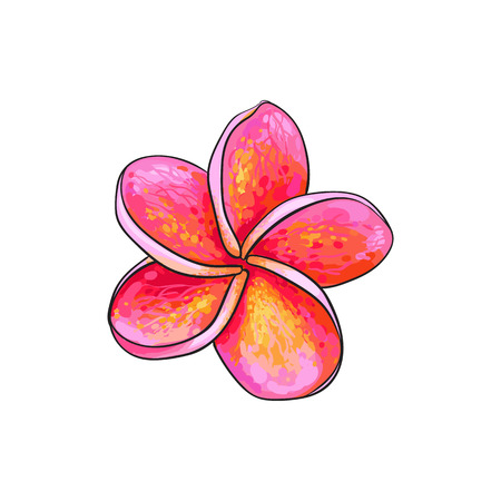 Single pink plumeria, frangipani tropical flower, sketch style vector illustration isolated on white background. Colorful realistic hand drawing of exotic, tropical frangipani or plumeriaのイラスト素材