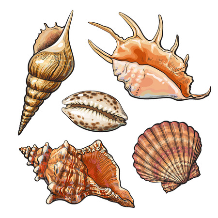 Set of various beautiful mollusk sea shells, sketch style illustration isolated on white background. Realistic hand drawing of seashells like conch, kauri, oyster, spiral, clam and mollusk shellsのイラスト素材